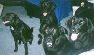 4labs.jpg (36334 bytes)